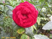 IMG_5196.webp