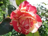 073.webp
