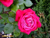 IMG_5088.webp