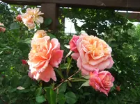075.webp