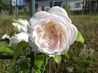 078.webp