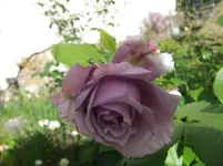 079.webp