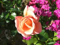 081.webp