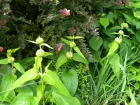 DSCN9130.webp