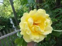 083.webp