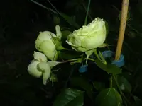 P1430864.webp