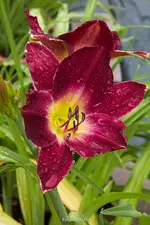 IMG_9513.webp