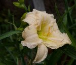 IMG_9515.jpg