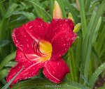 IMG_9516.jpg