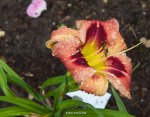 IMG_9520.jpg