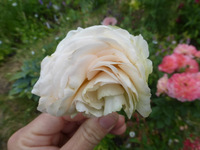 P1430007.webp