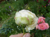 P1430006.webp