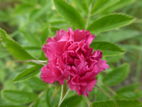 P1430215.webp