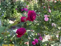 IMG_4960-002.webp