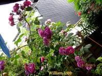 IMG_5213.webp