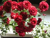 BILD4119.webp