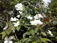 CAM00429 (2).webp
