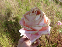 P1410914.webp