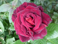 P1420554.webp