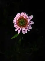 P1430880.webp