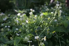 woodland_strawberries_p.jpg