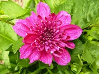 Dahlie.webp
