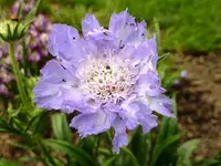 Scabiose perfecta.webp