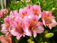 Alstromeria.webp