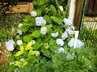 Hortensie Endless summer.webp
