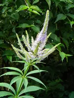 DSCN9124.webp