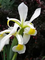DSCN9123.webp