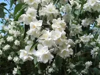 Bilda033.webp
