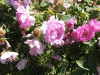 Bilda095.webp