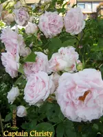 IMG_5046.webp