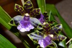 Zygopetalum_0001.jpg