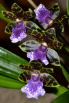 Zygopetalum_0006.jpg
