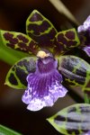 Zygopetalum_0009.jpg