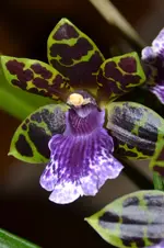 Zygopetalum_0009.webp
