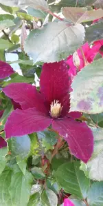Rosen 020.webp