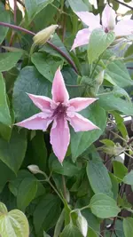 Rosen 022.webp