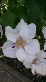 Rosen 023.webp