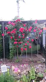 Rosen 007.webp