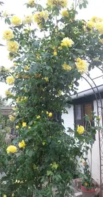 Rosen 008.webp