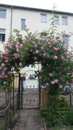 Rosen 009.webp