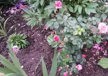 Rosen 010.webp