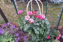 Rosen 011.webp
