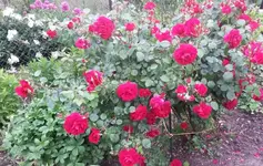 Rosen 012.webp