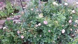 Rosen 013.webp