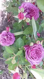 Rosen 018.webp