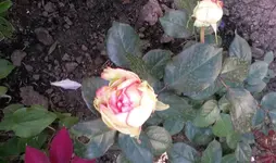 Rosen 25.webp